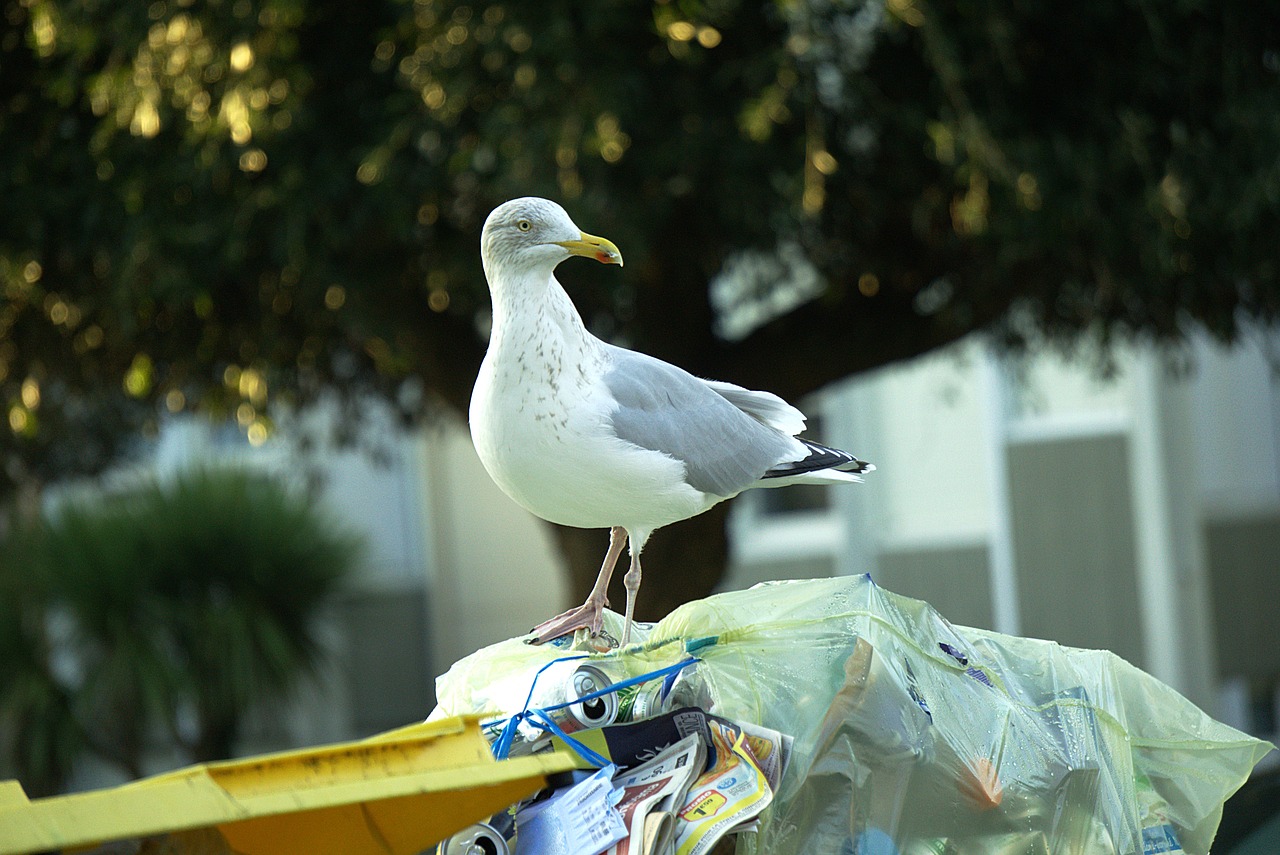 gull trash bird free photo