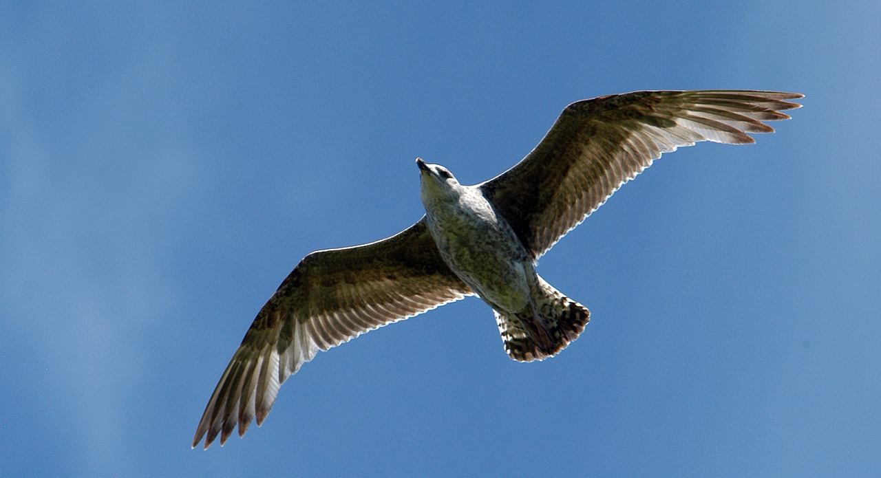 gull bird natural beauty free photo