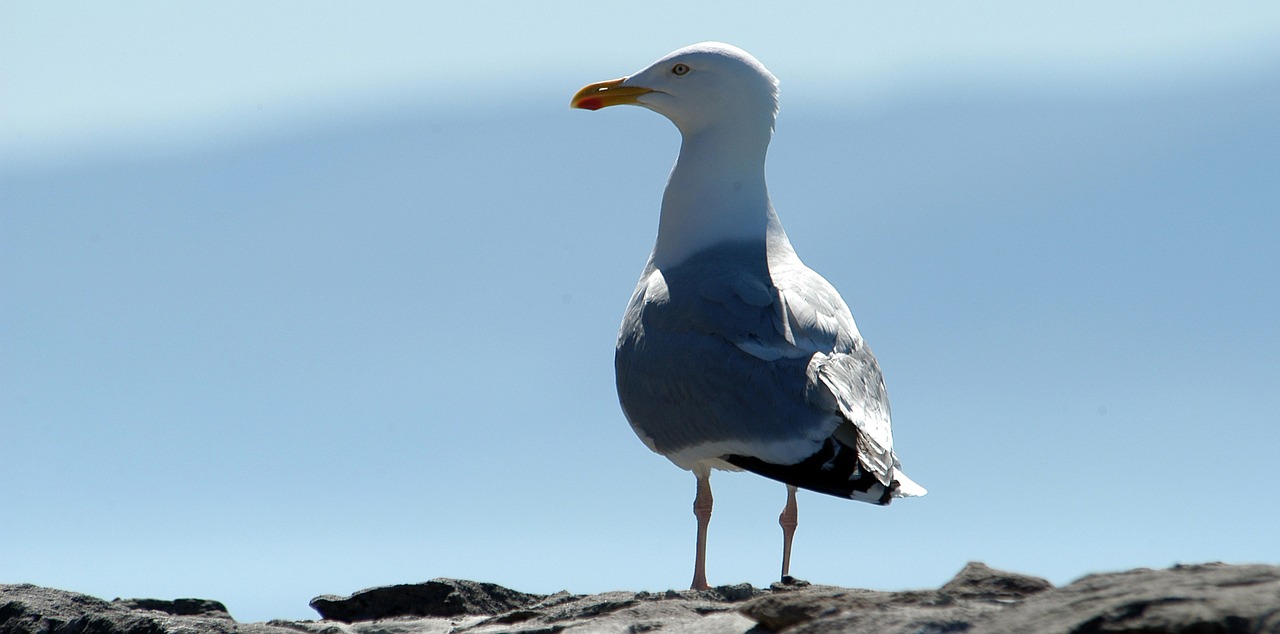 gull bird natural beauty free photo