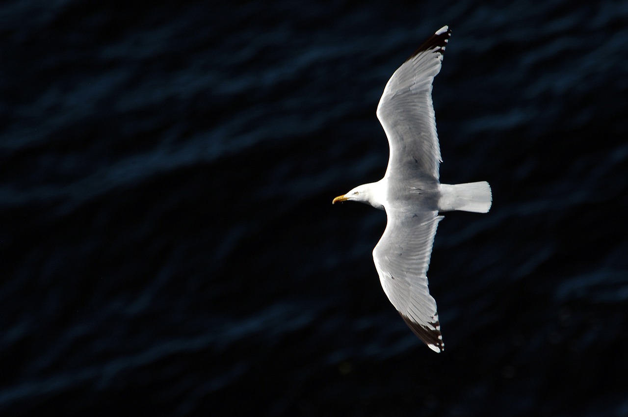 gull bird natural beauty free photo