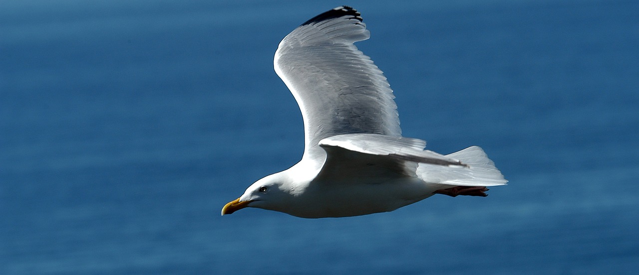 gull bird natural beauty free photo