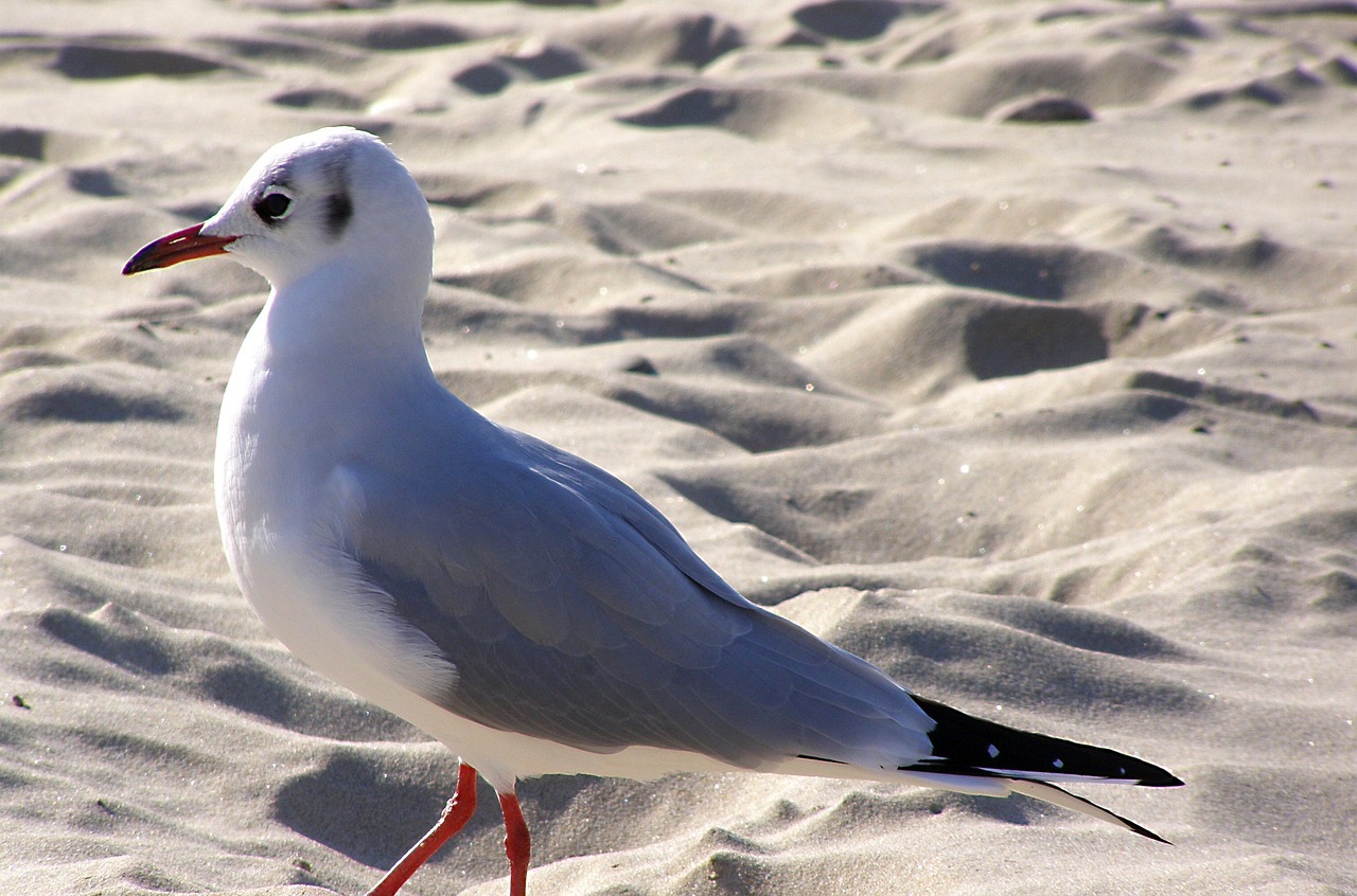 gull brittany atlantic free photo