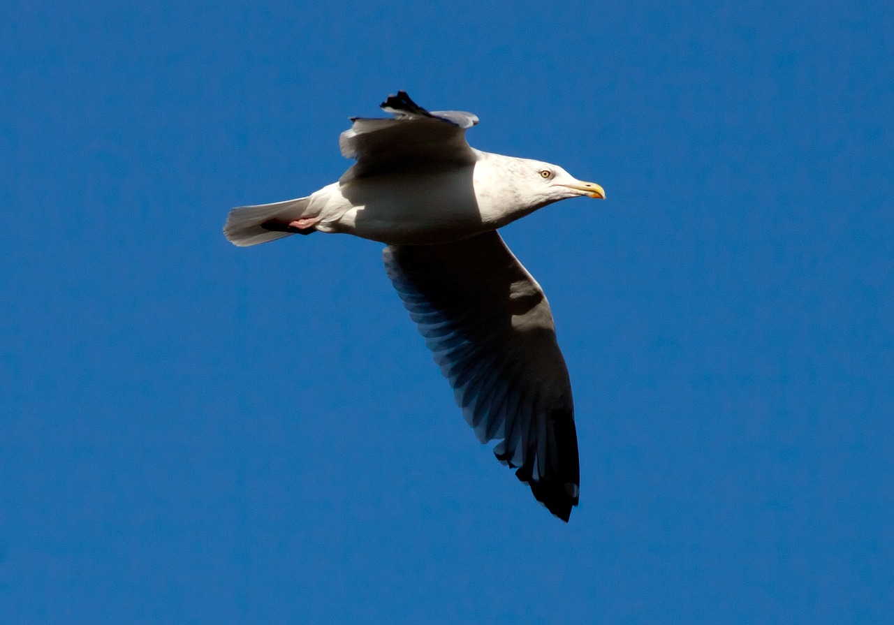 gull seagull bird free photo