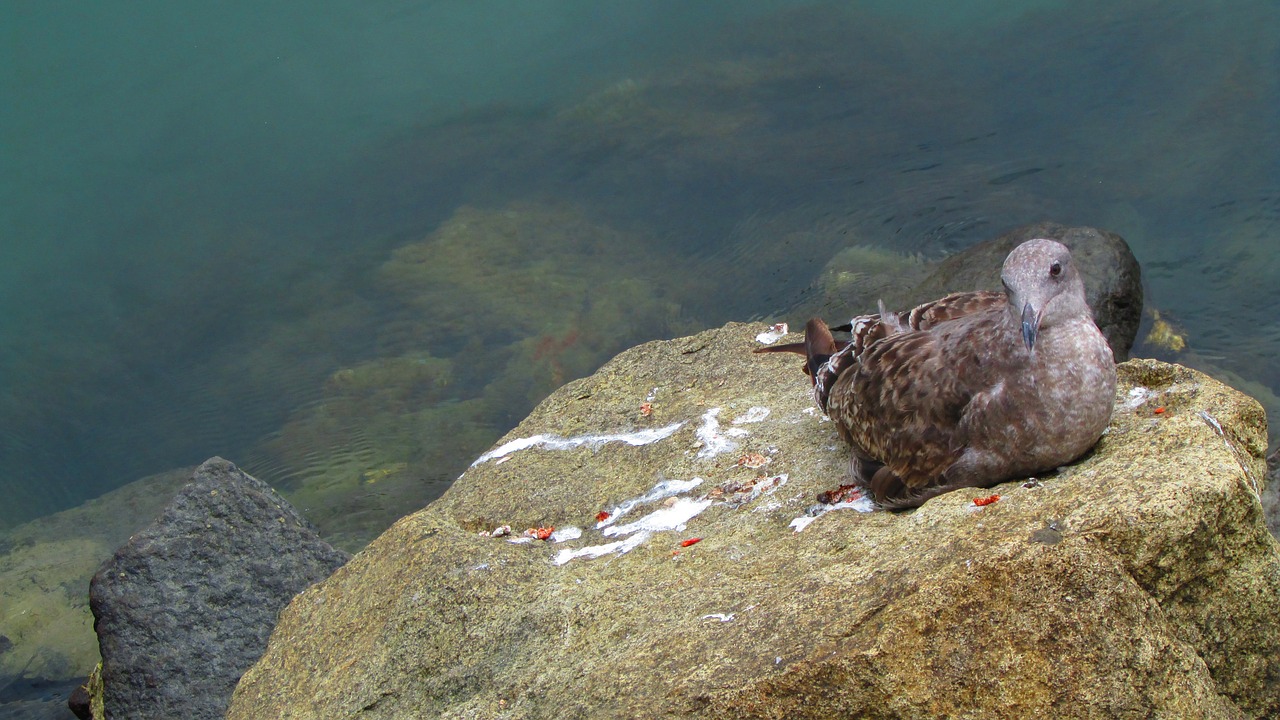 gull bird sea free photo