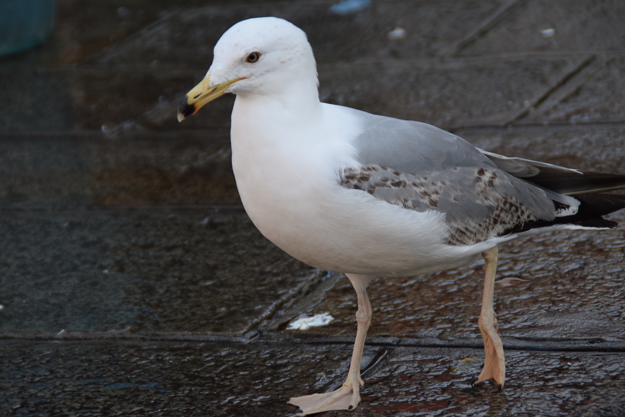 gull bird portrait free photo