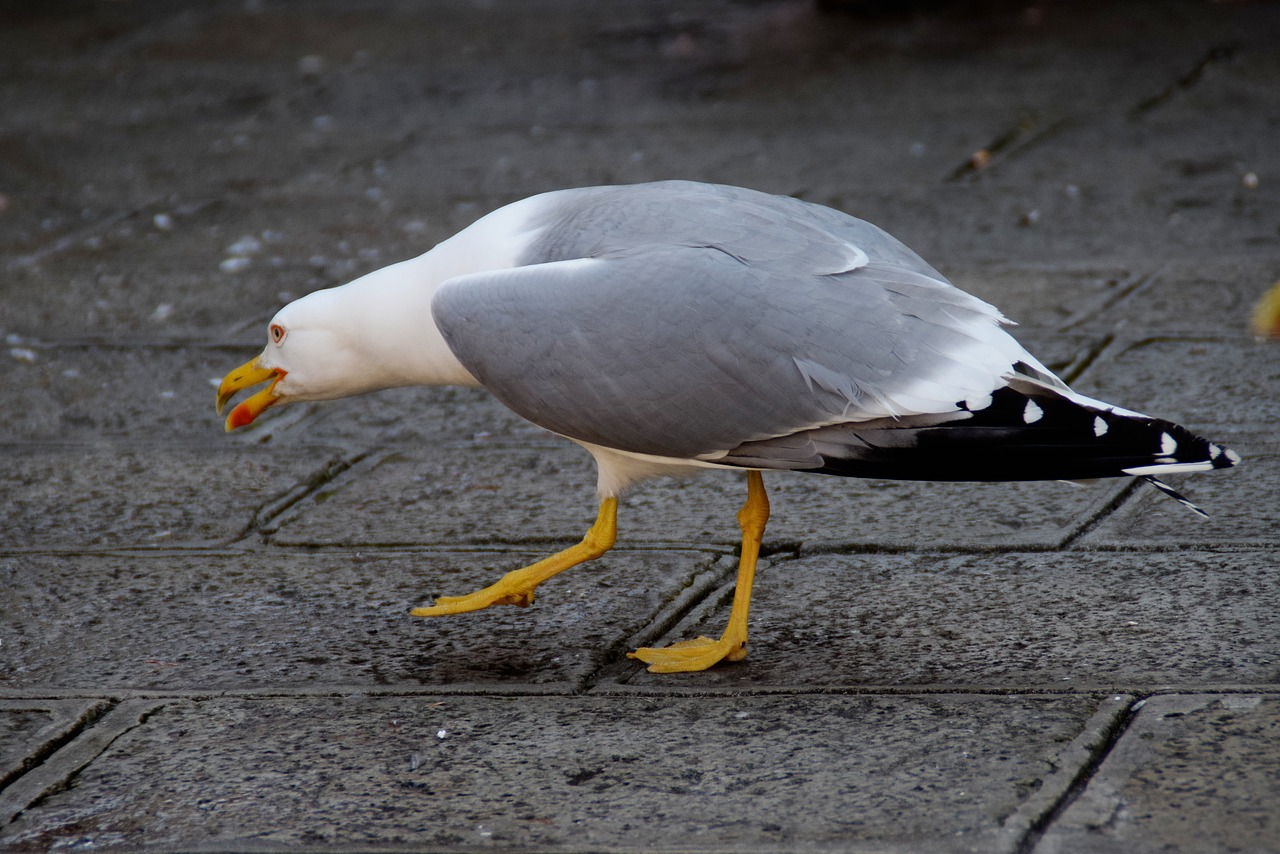 gull bird stalk free photo