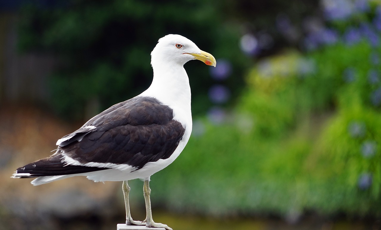 gull watch bill free photo