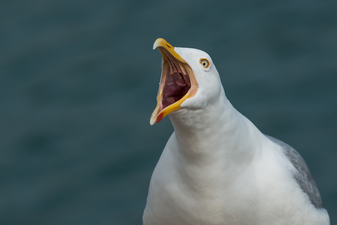 gull scream screamer free photo