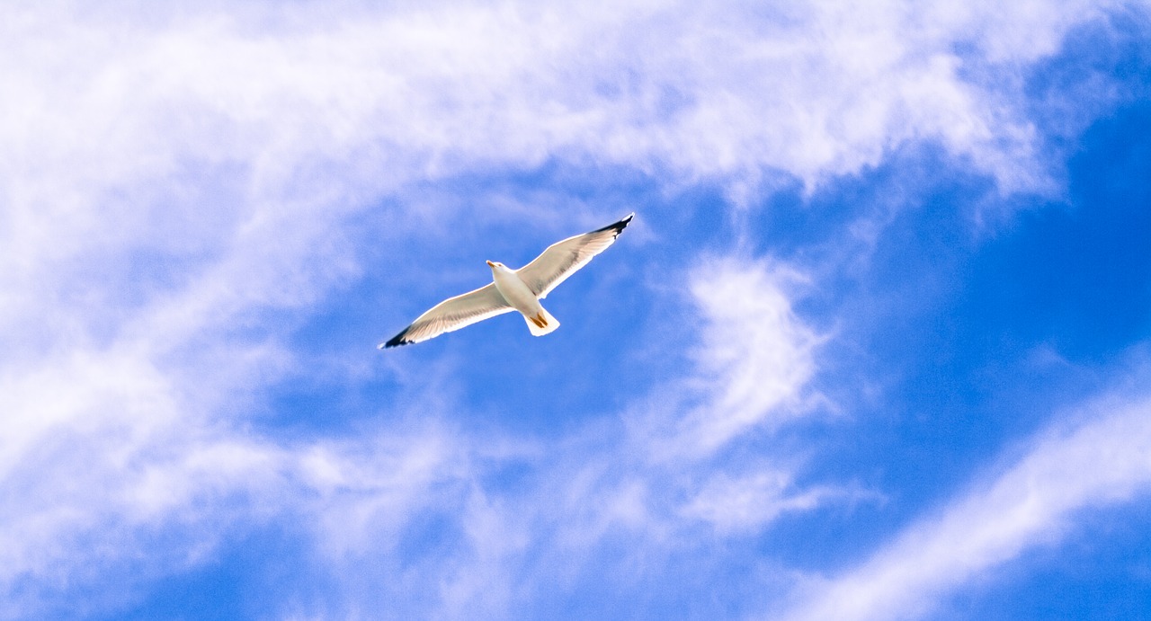 gull animal flying free photo