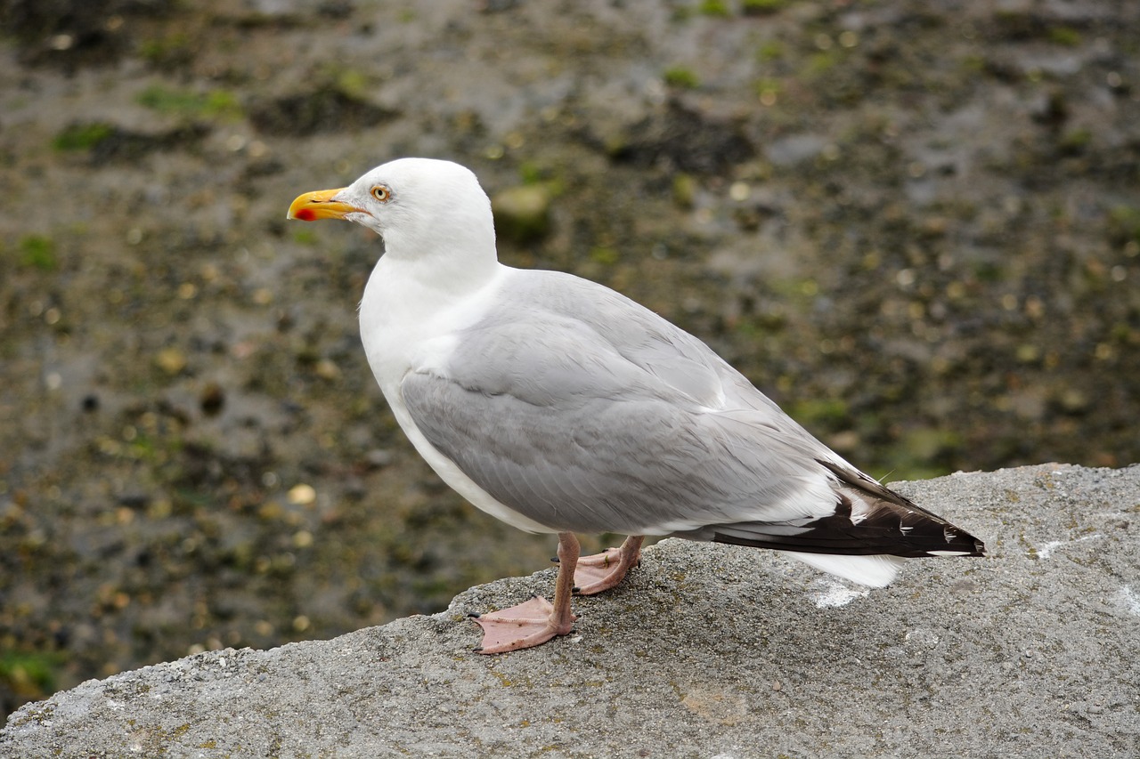 gull bird animal free photo