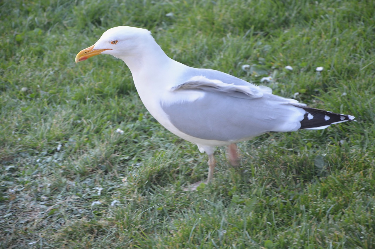 gull grass white free photo