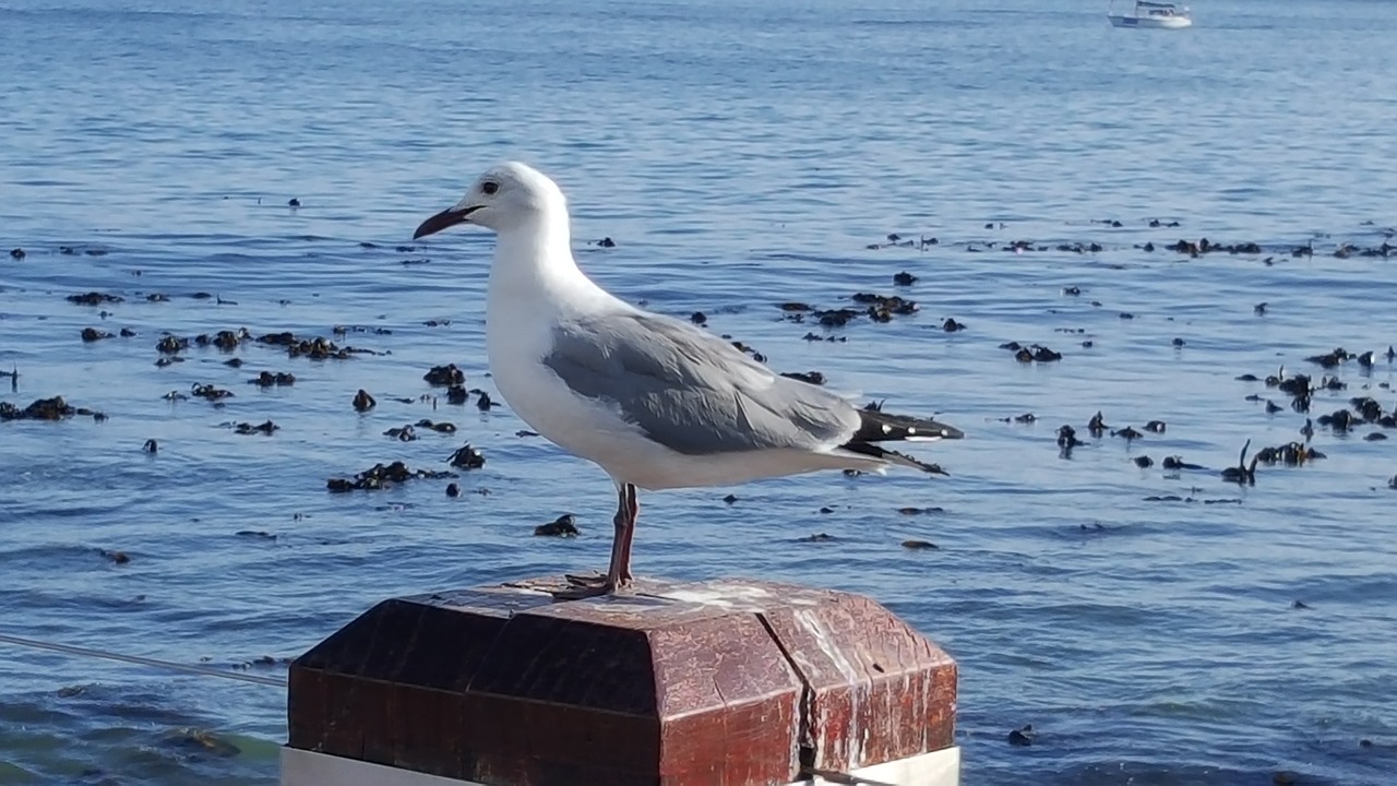 gull sea bird free photo