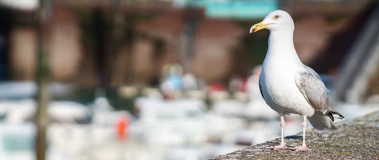 gull port sea free photo