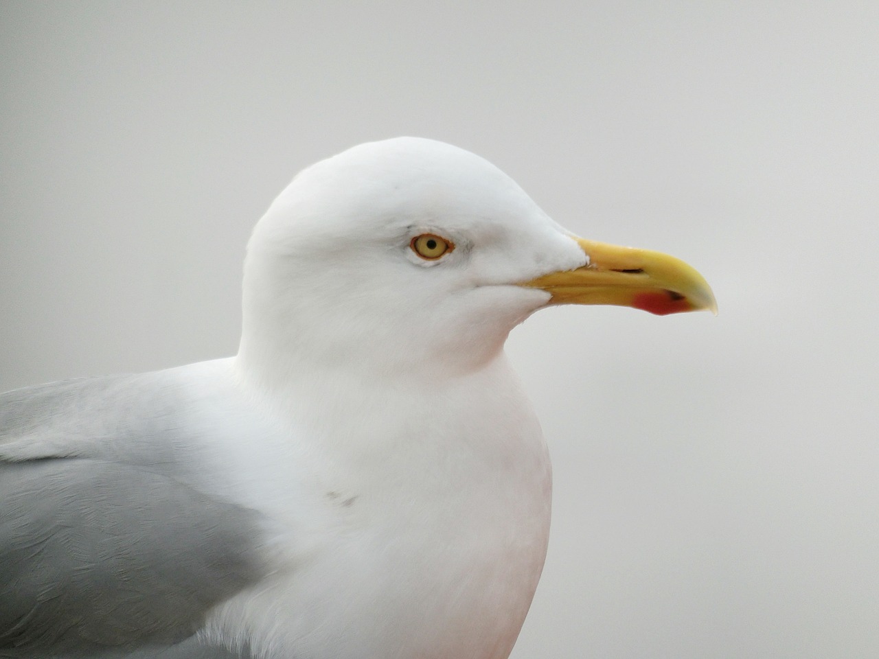 gull bird fly free photo