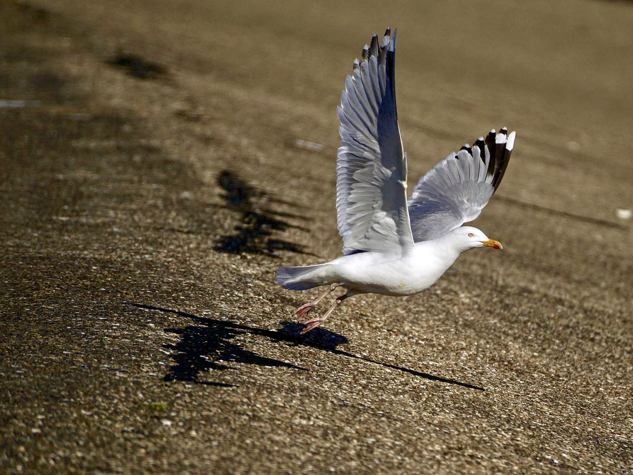 gull departure start free photo