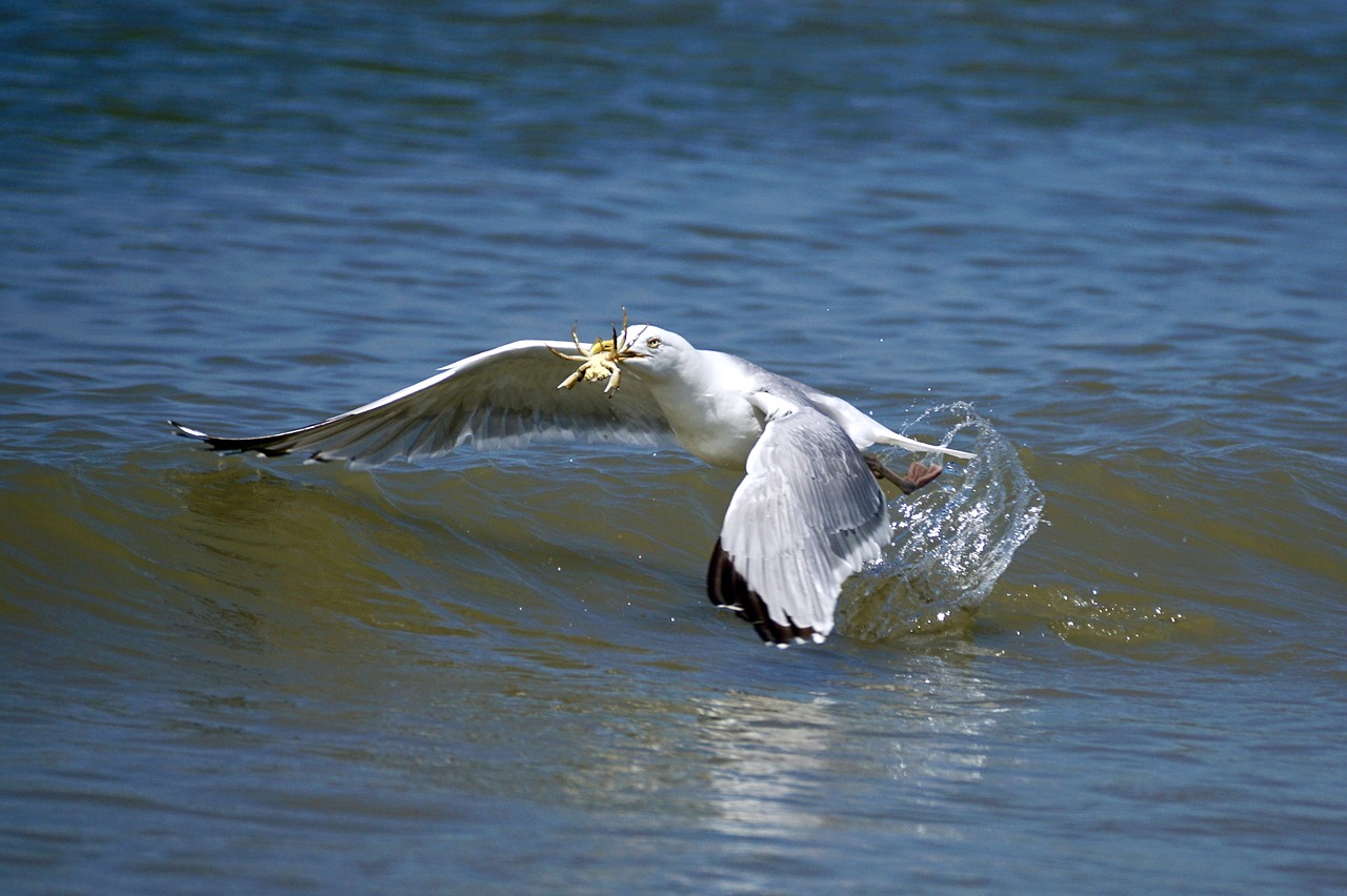 gull fang food free photo