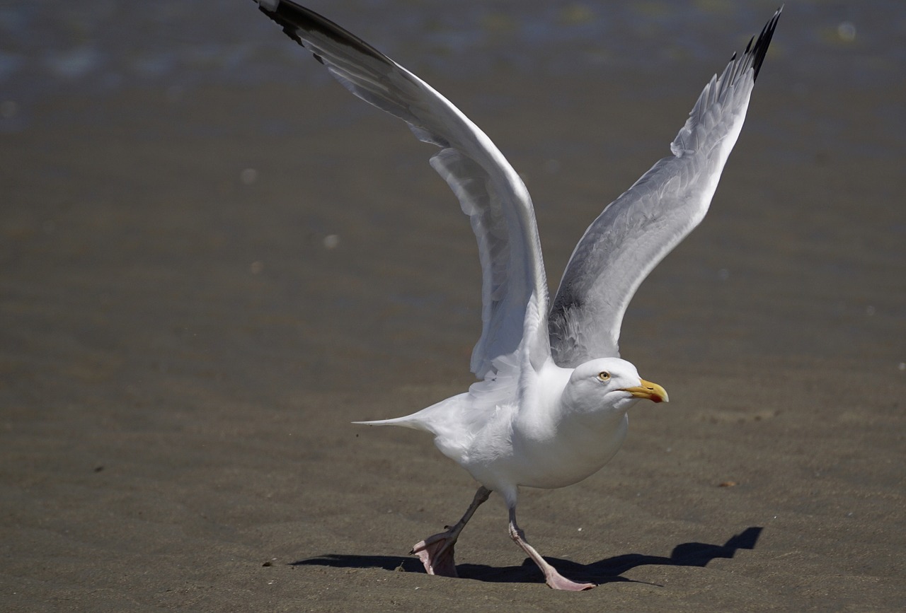 gull start departure free photo