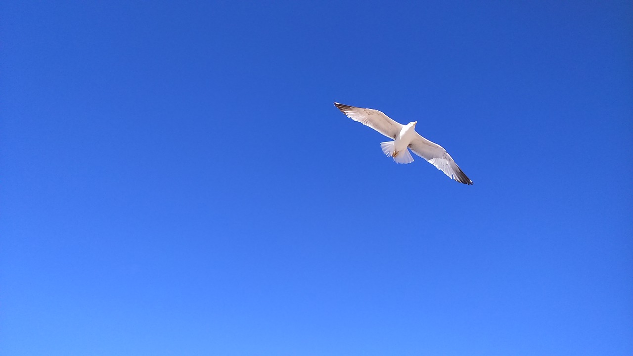 gull sky bird free photo