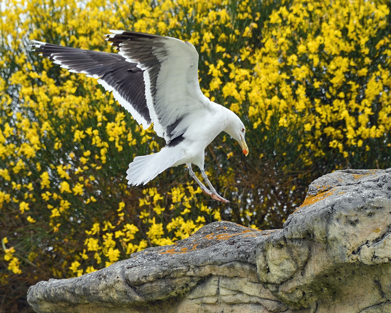 gull flight land free photo
