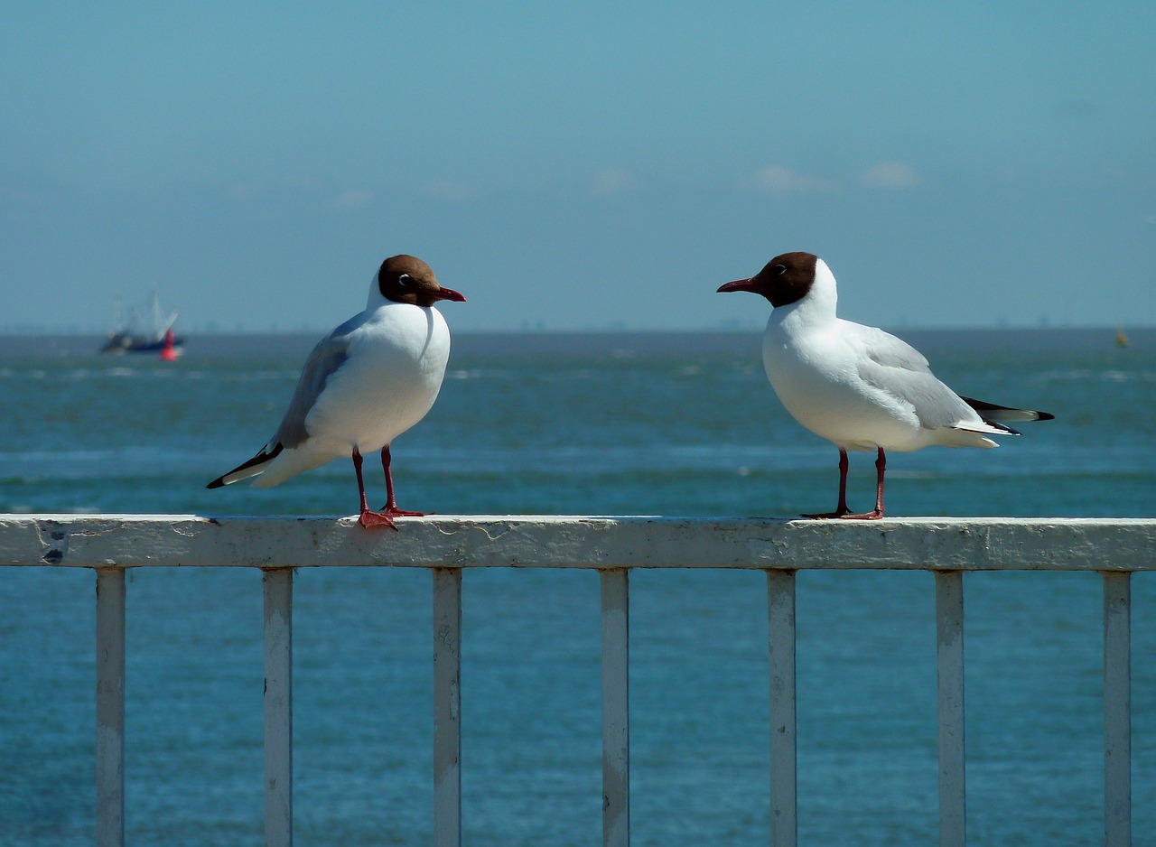 gull holiday sea free photo