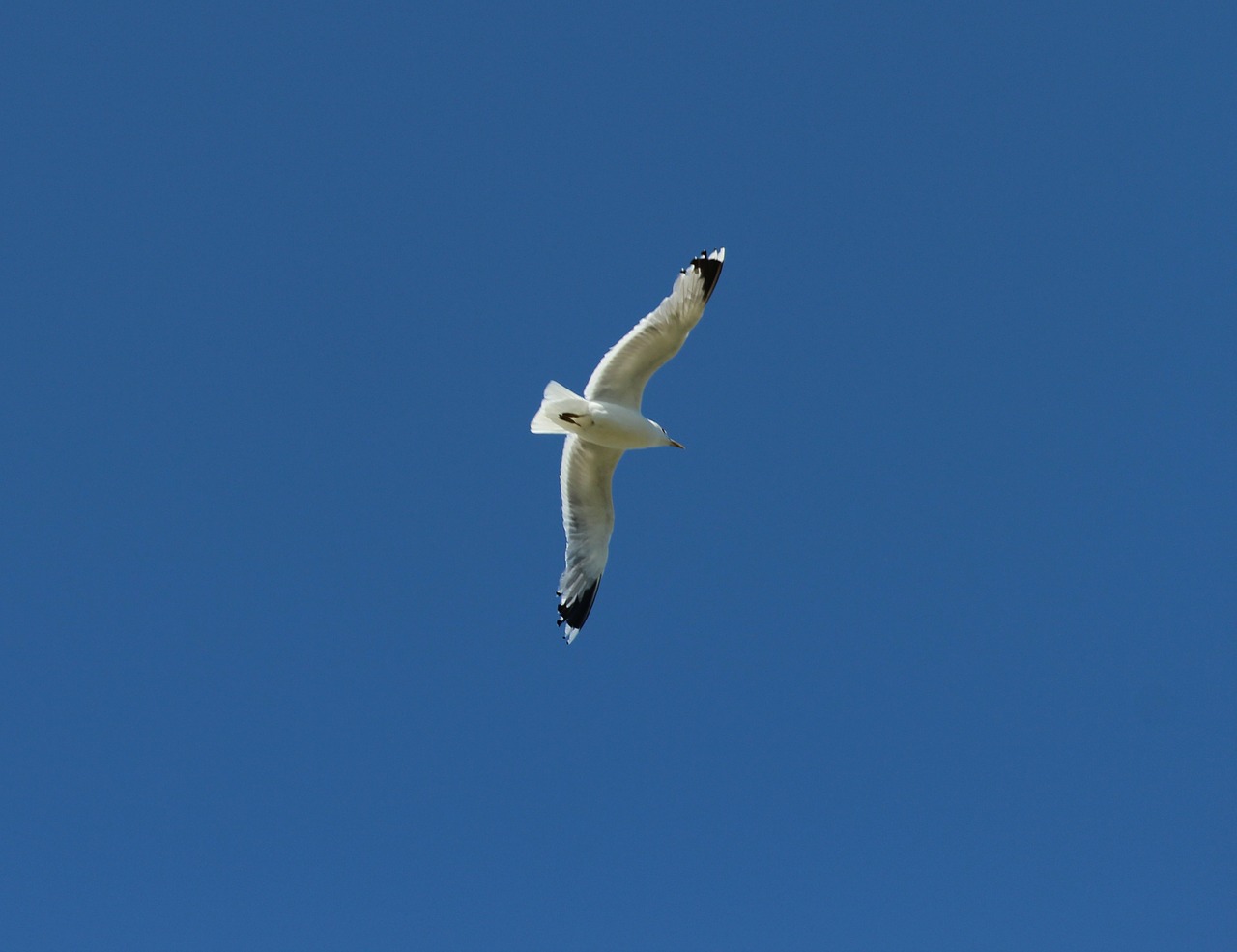 gull gulls fly free photo