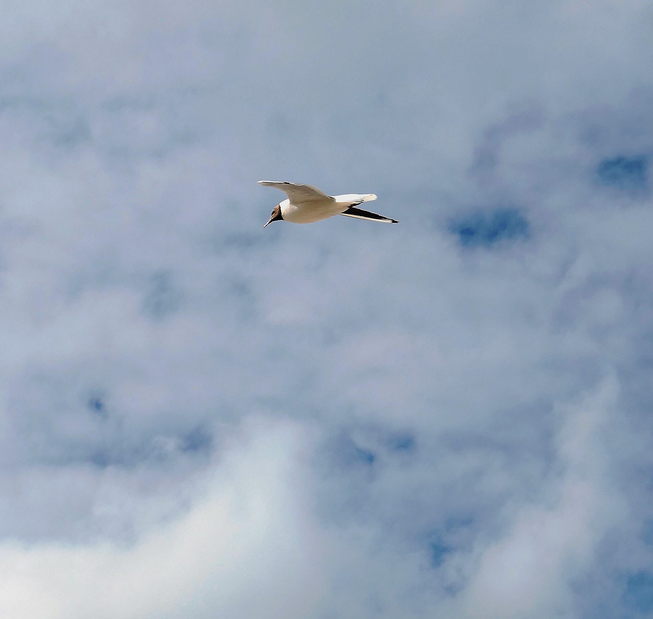 gull bird natural beauty free photo