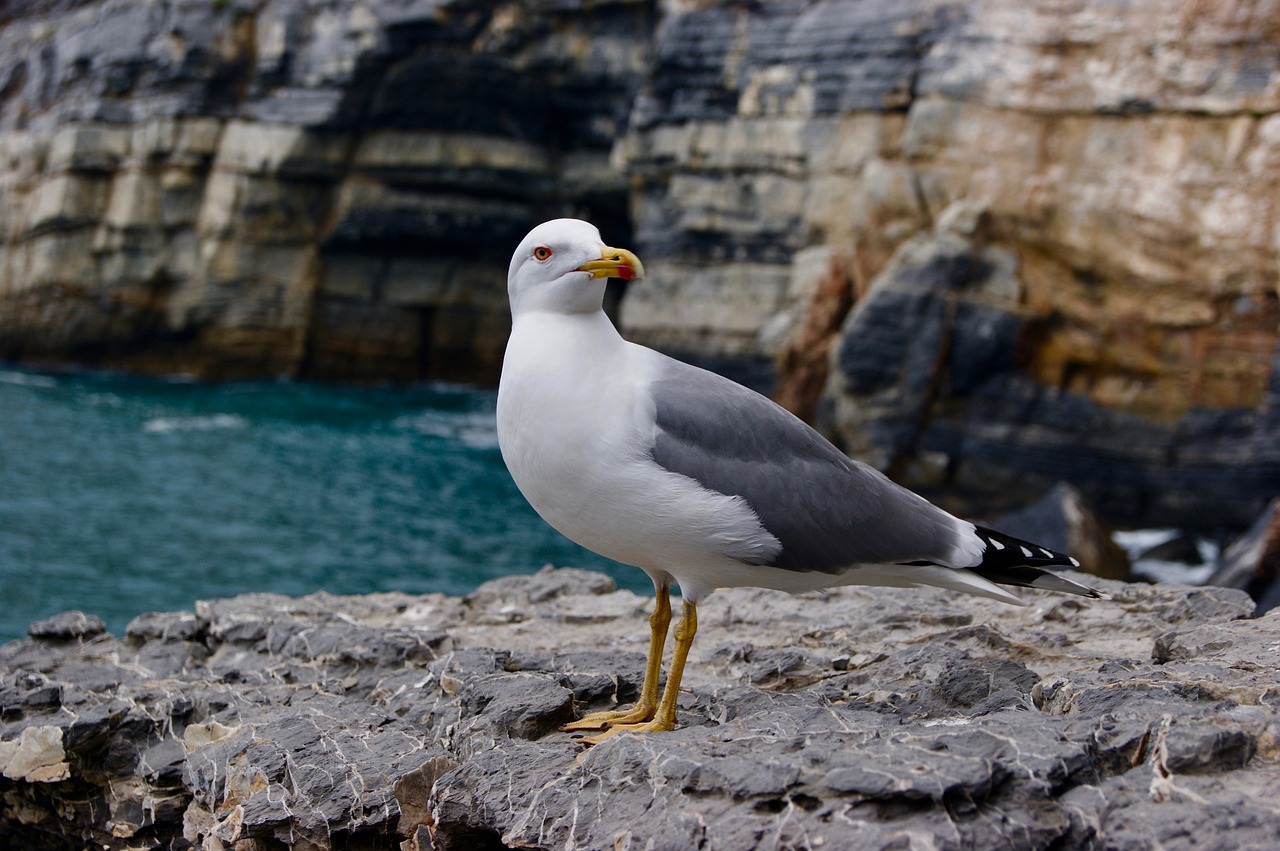 gull bird natural beauty free photo