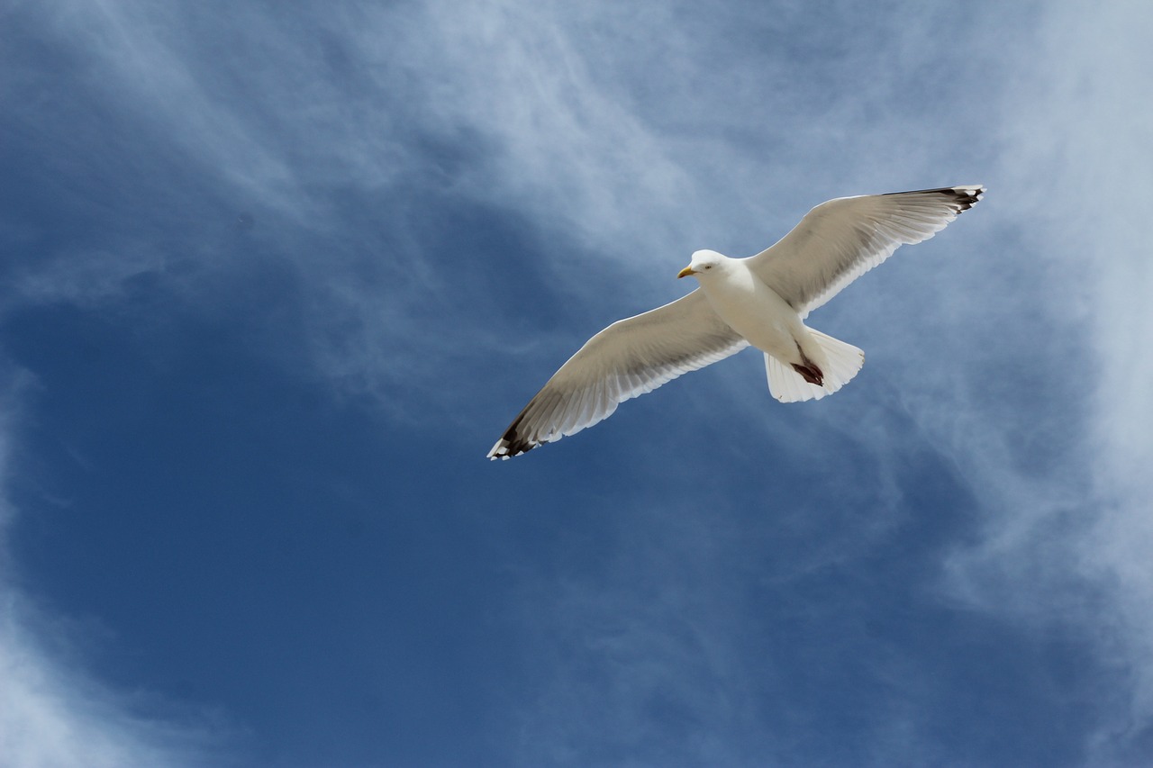 gull bird lake free photo