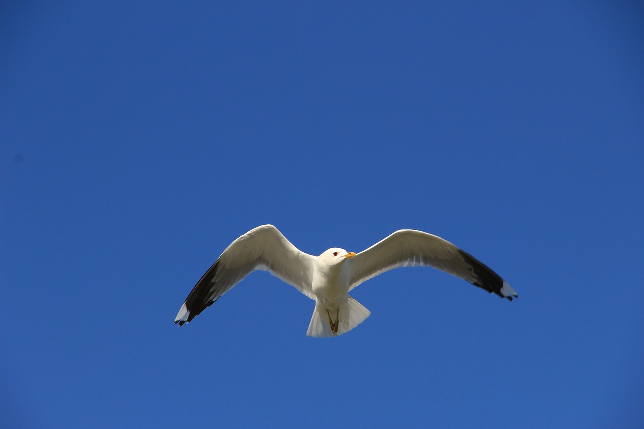 gull sky fly free photo