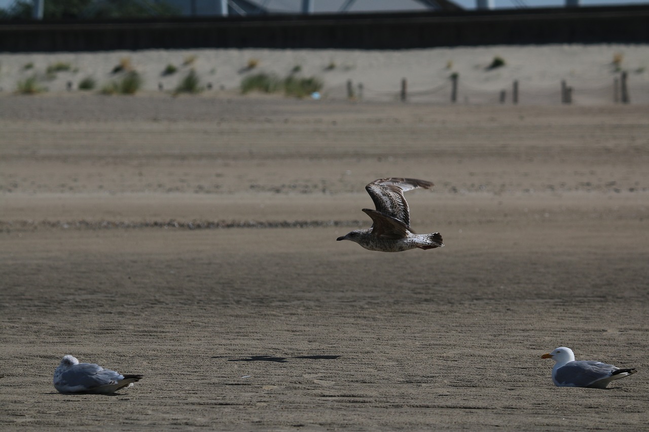 gull bird bird flight free photo