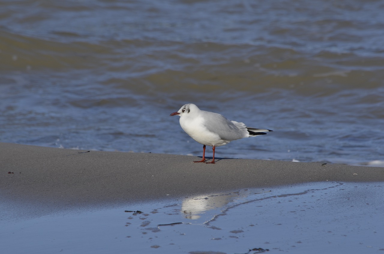 gull boltenhagen beach free photo