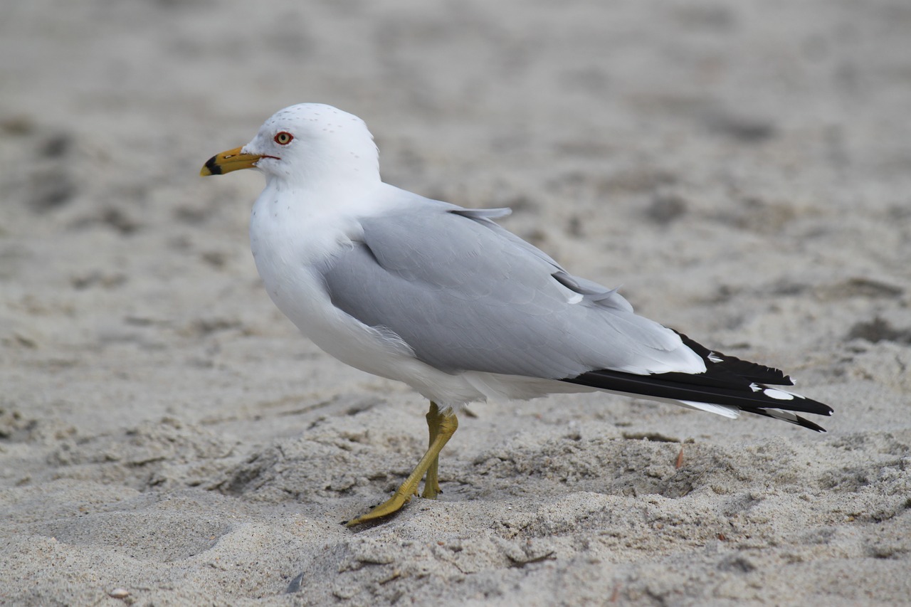 gull beach bird free photo