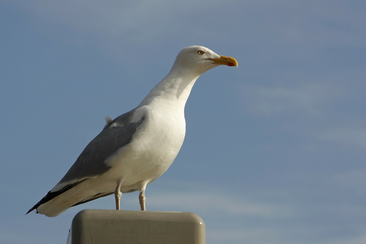 gull birds bird free photo