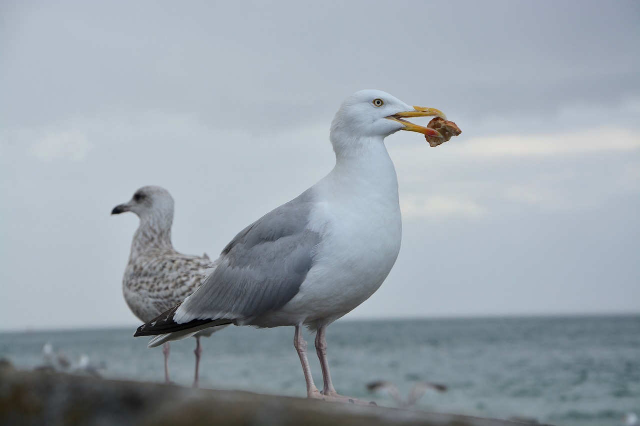 gull profile eat free photo