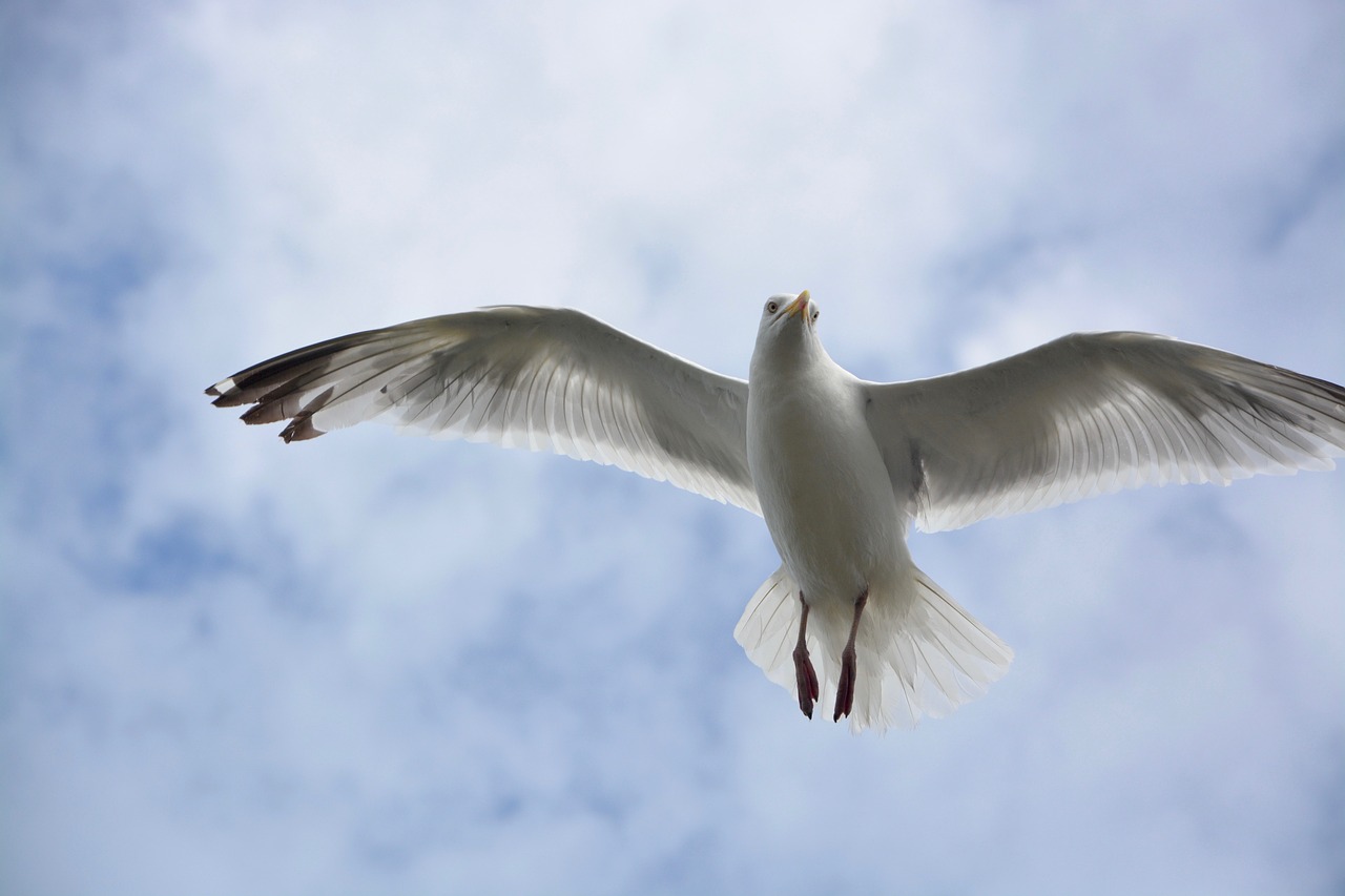 gull head face look free photo