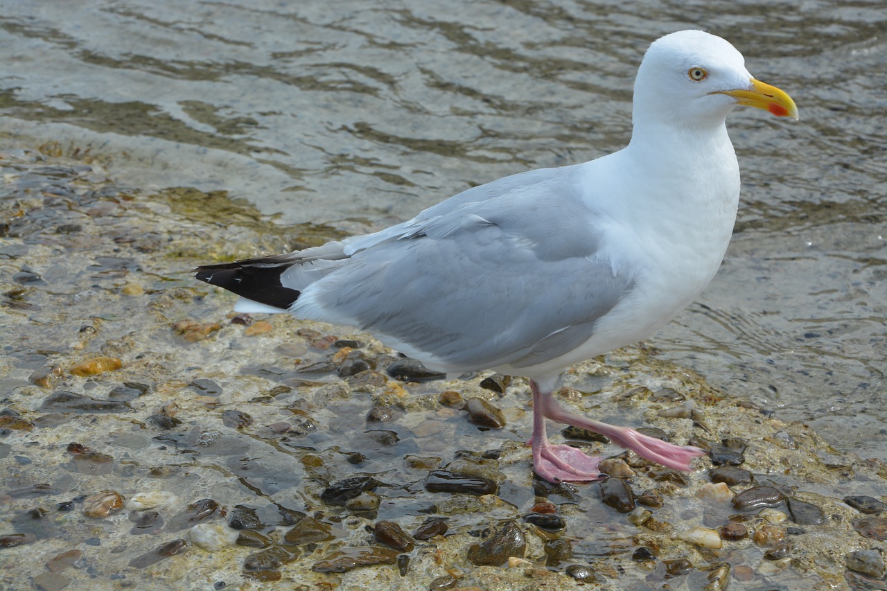 gull seagull market free photo