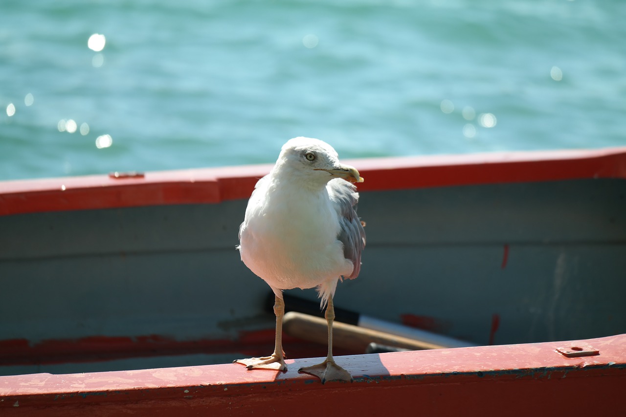 gull boot water free photo