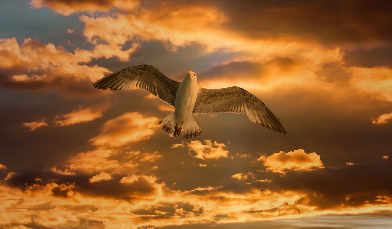 gull bird fly free photo