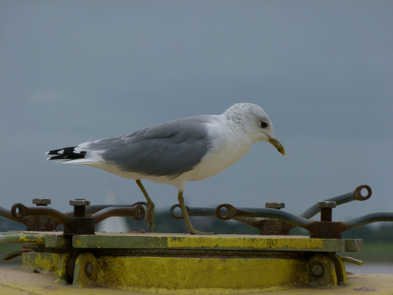 gull bird sea free photo