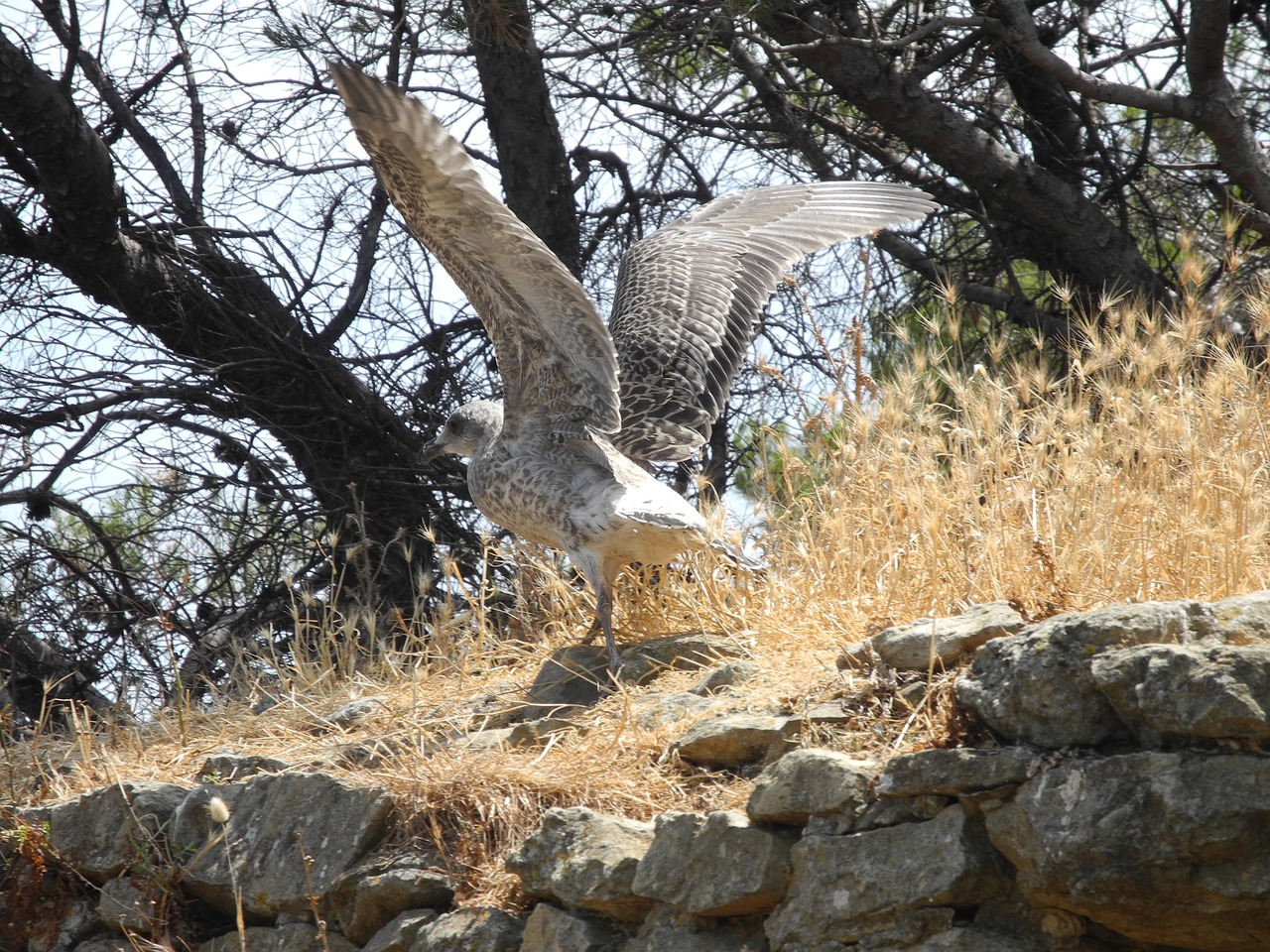 gull wings plumage spotted free photo