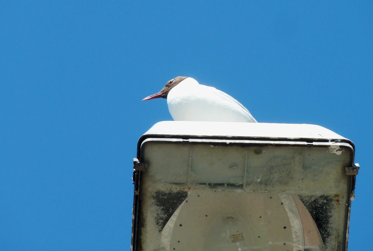 gull bird feather free photo