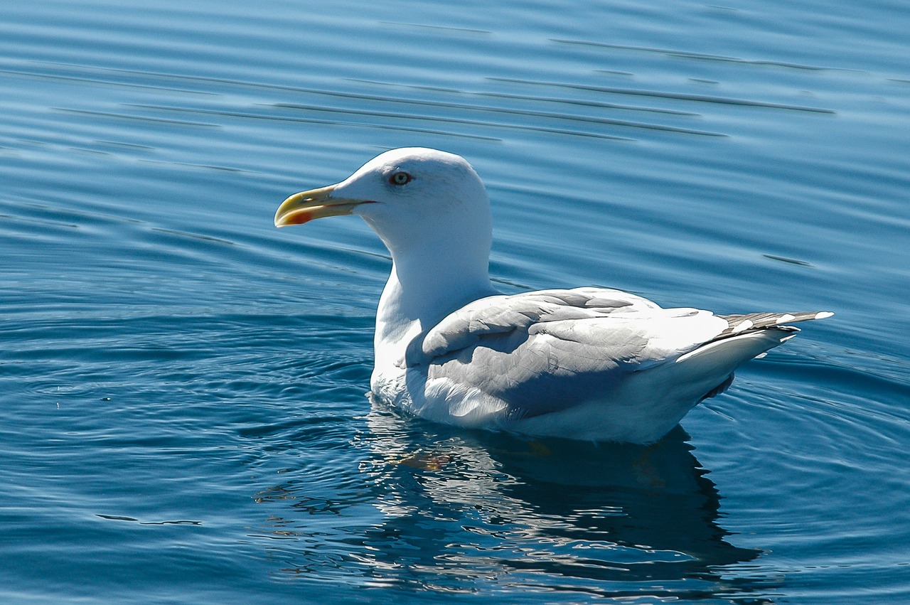 gull bird seagull free photo