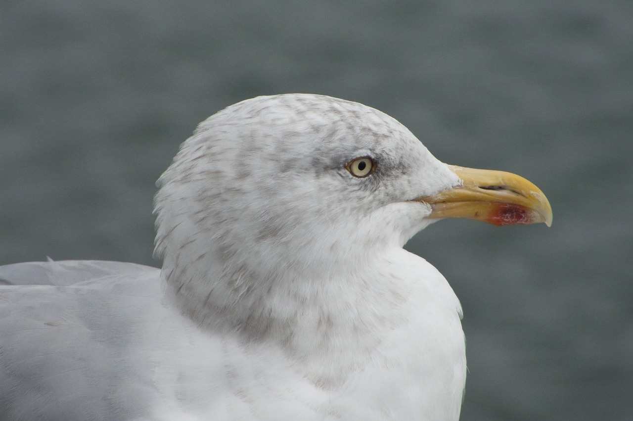 gull silver close-up free photo