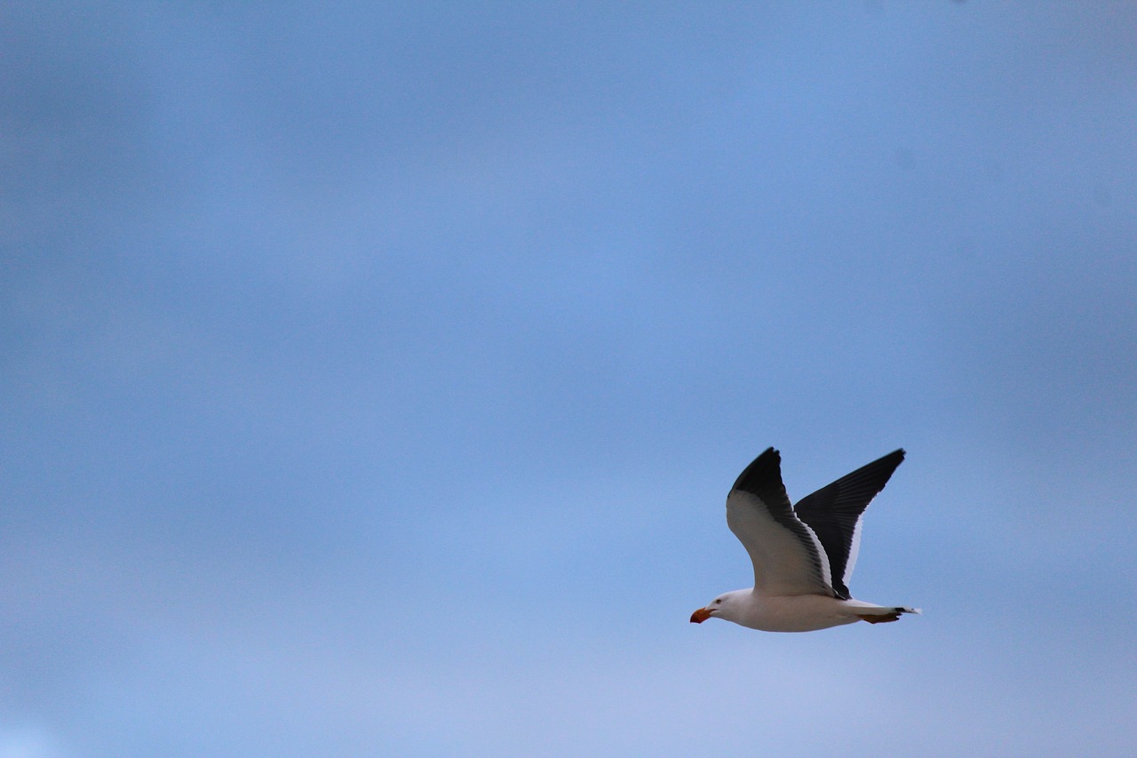 gull pacific flying free photo