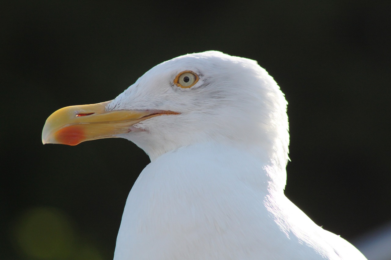 gull bird head free photo