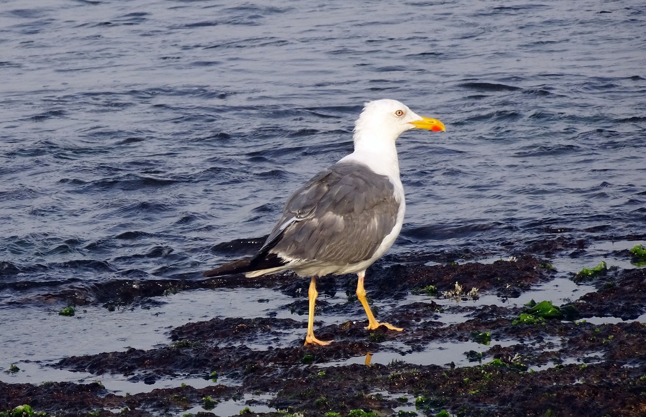 gull bird seagull free photo