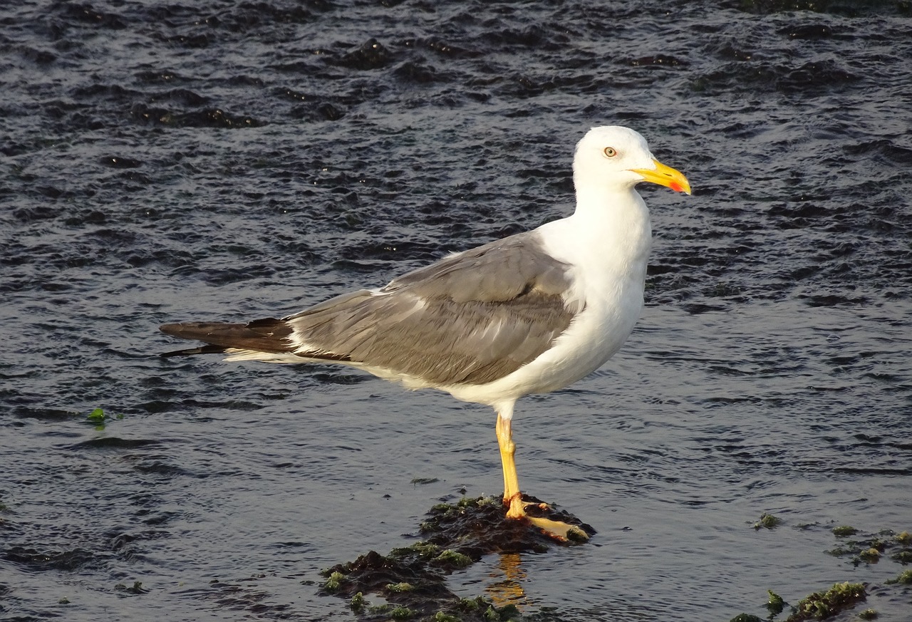 gull bird seagull free photo