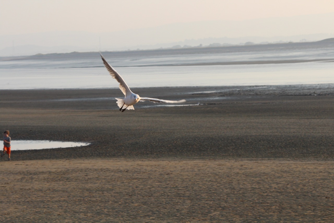 gull flight beach free photo