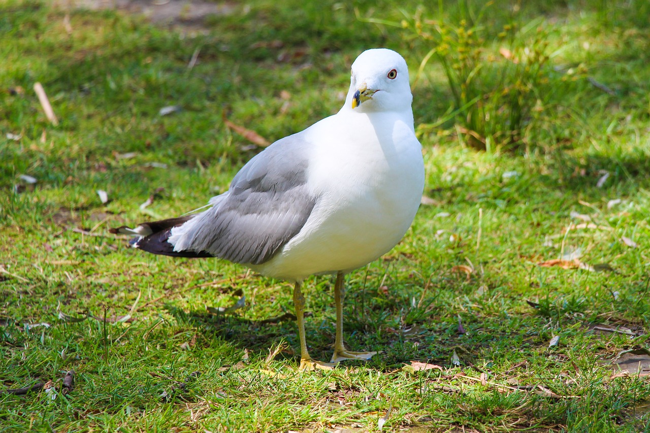 gull bird seagull free photo