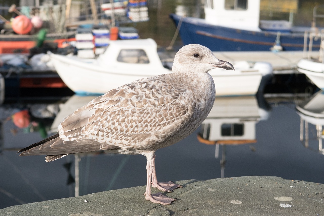 gull young nature free photo